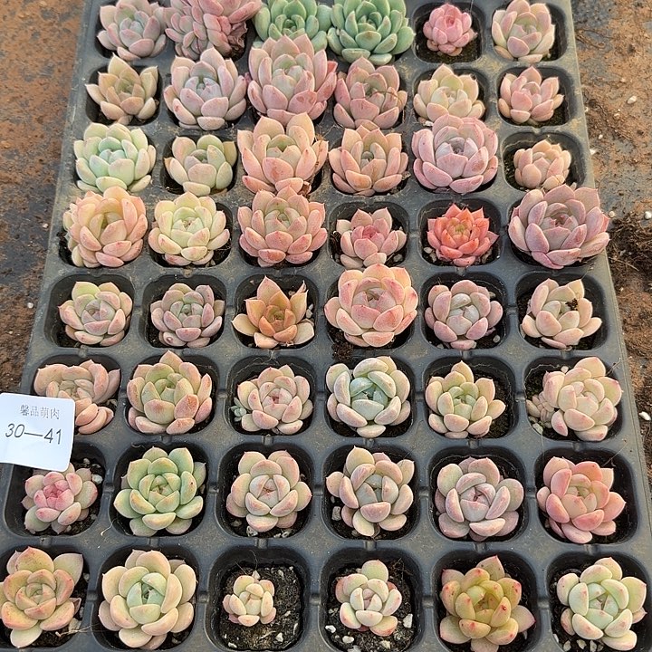 30-41粉色糖心一盘（72颗量拍发货侧门右二