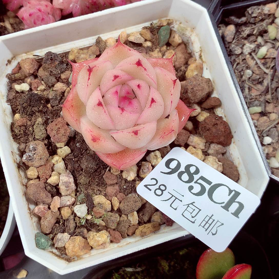 5厘米盆精控多肉985