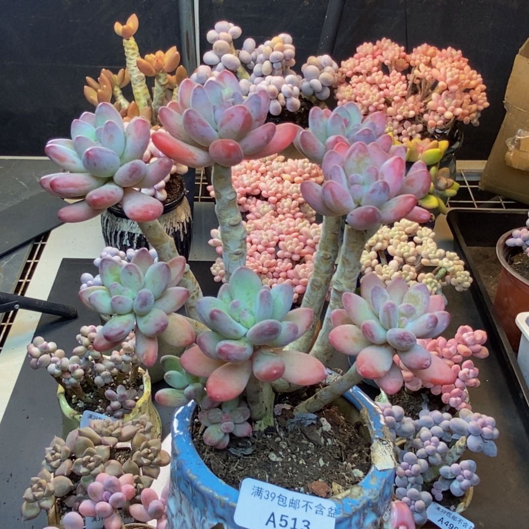 513苹果美人多肉13c m