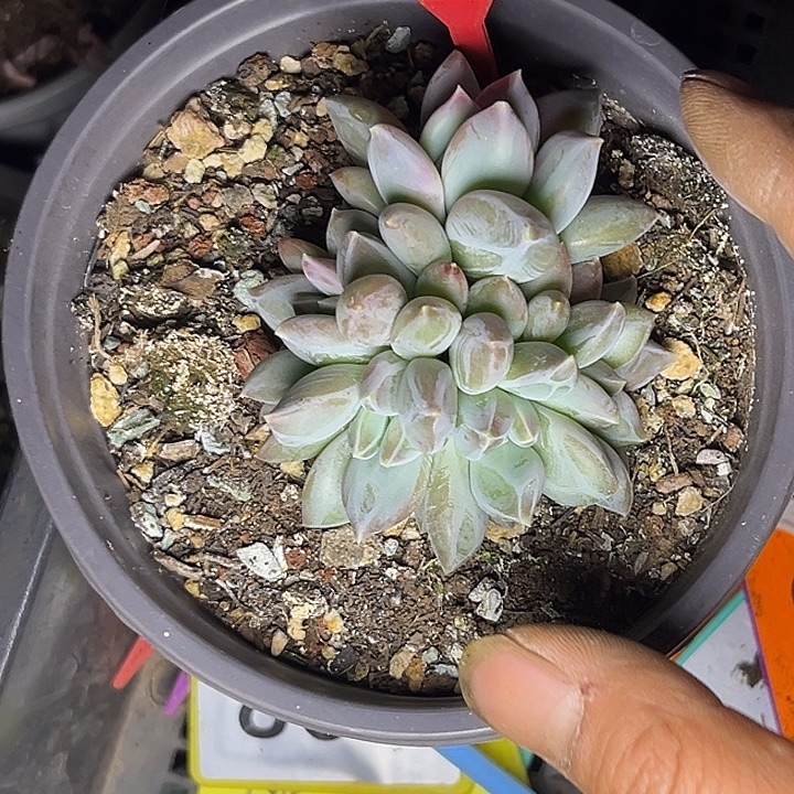 多肉植物优选暗纹美人