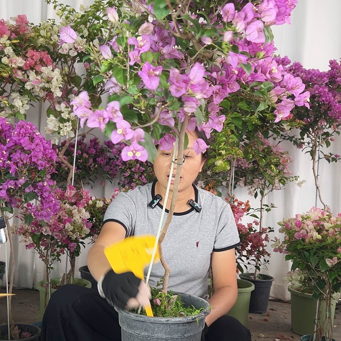 小***养大部分花苞少量开放K59巴西紫