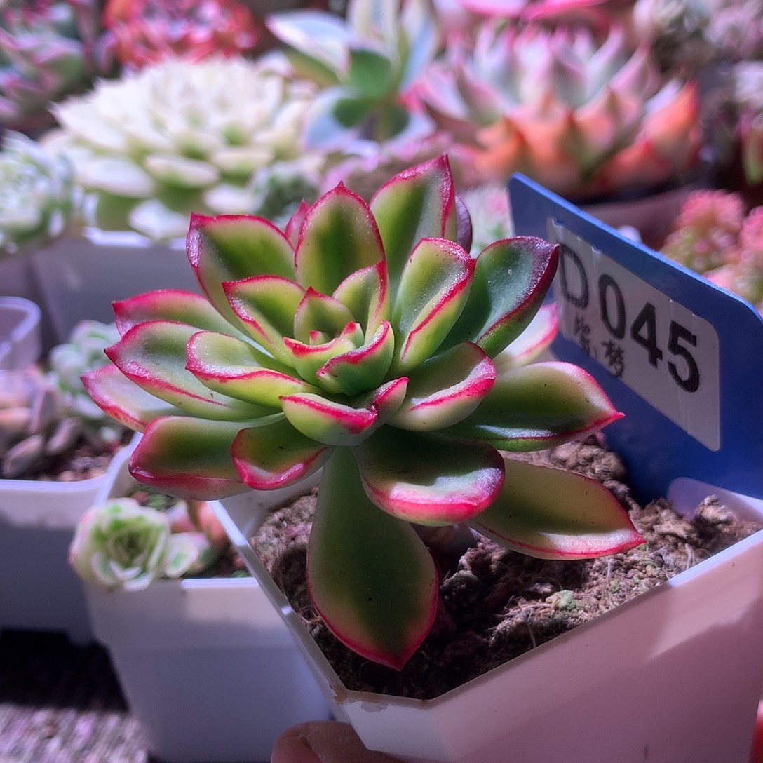 紫梦覆轮锦有根有