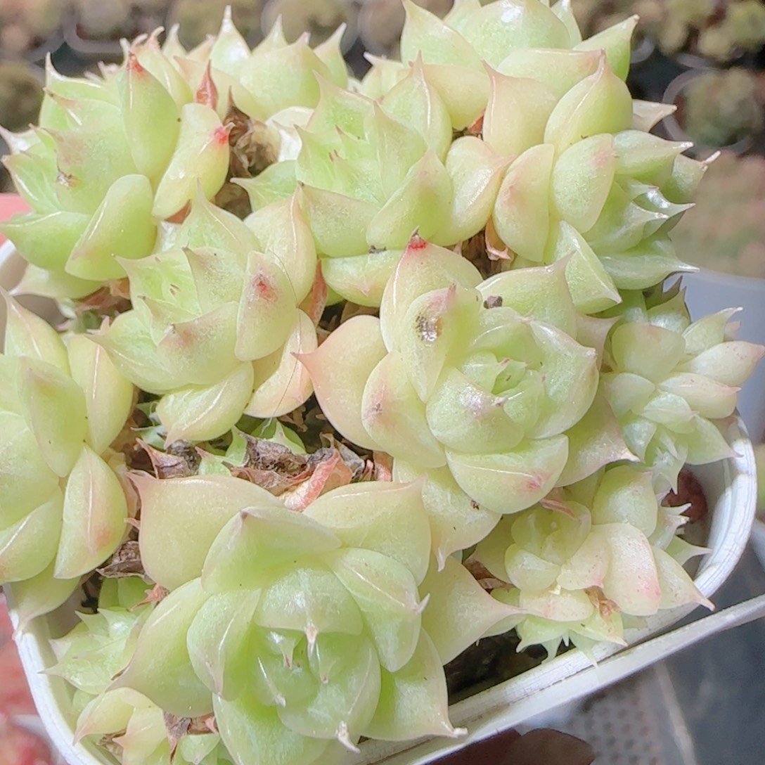 花语逸镜1111-383散