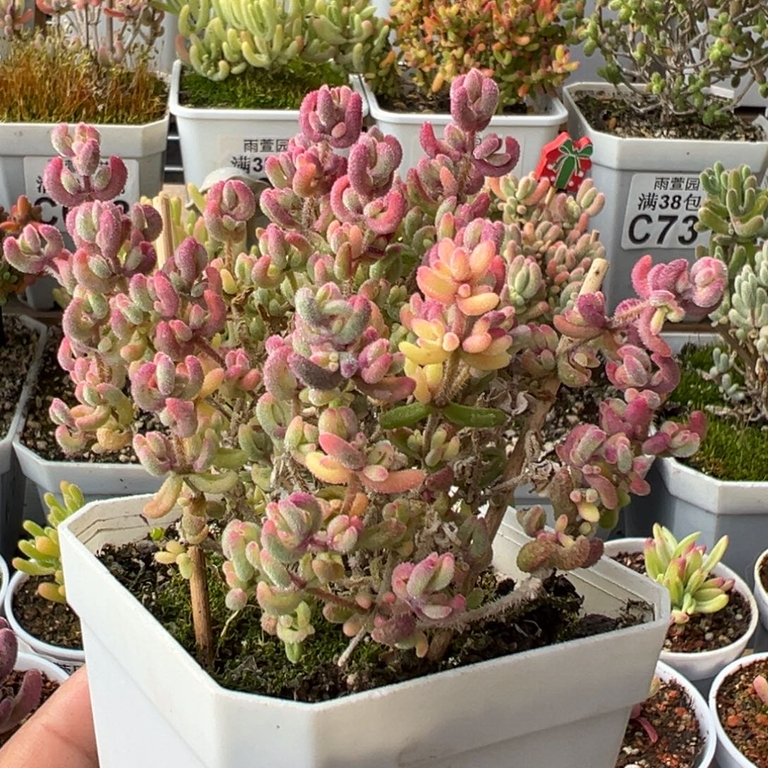 31-797红宝石锦带全锦头缺水福利介意勿拍