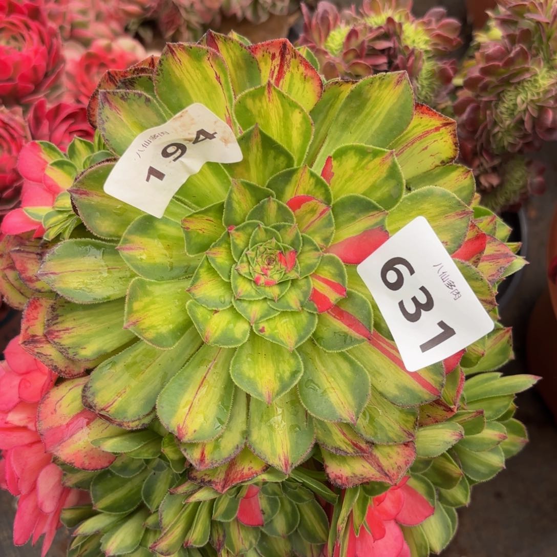 631多肉植物知否无根