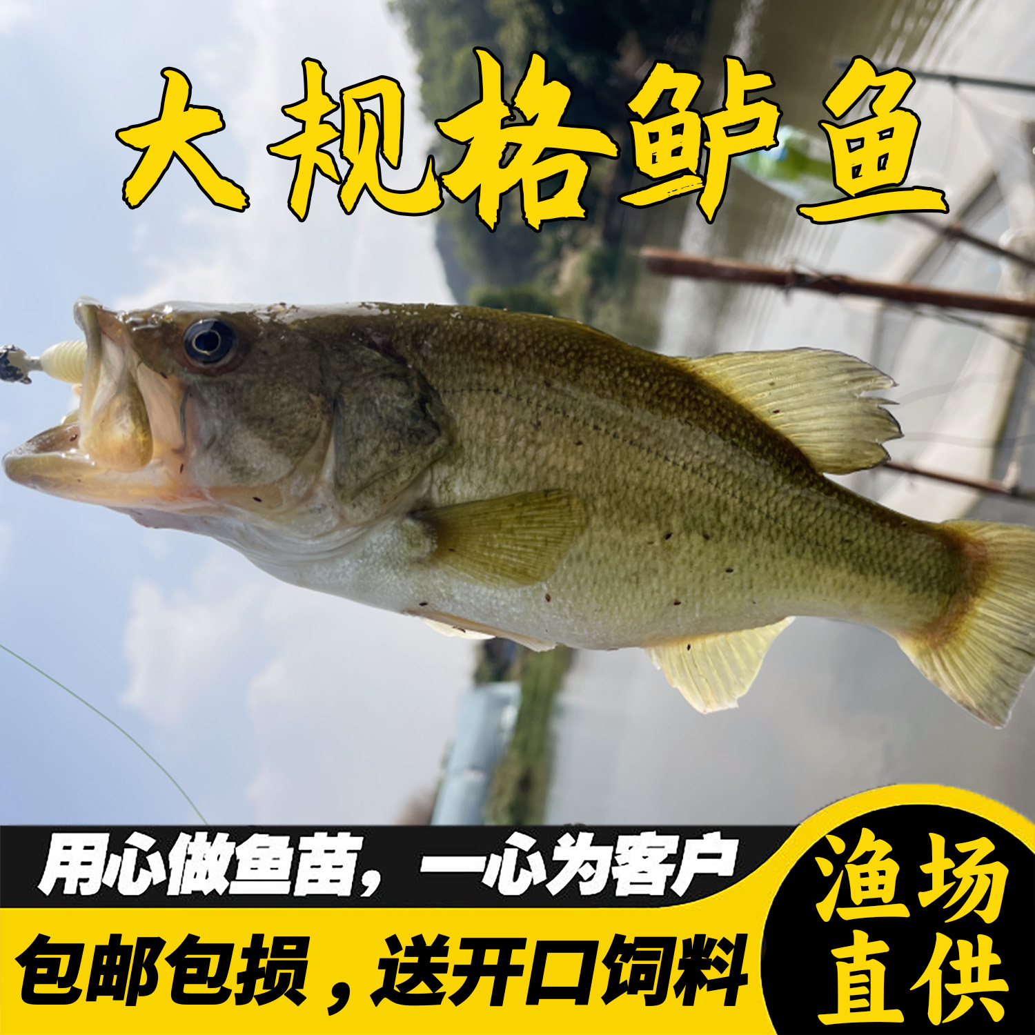 加州鲈鱼大口黑鲈路亚活体淡水饲养观赏食用鱼