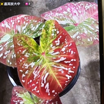 用**2710-0416super star彩叶芋泰国发货