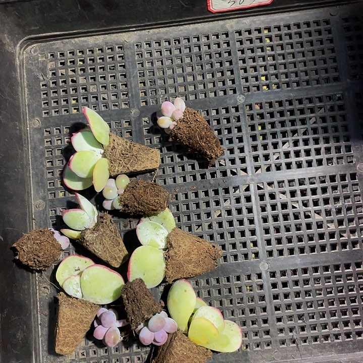 仙*✨38号筐带土发货