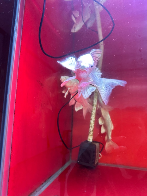 台湾蝴蝶鲤鱼普身