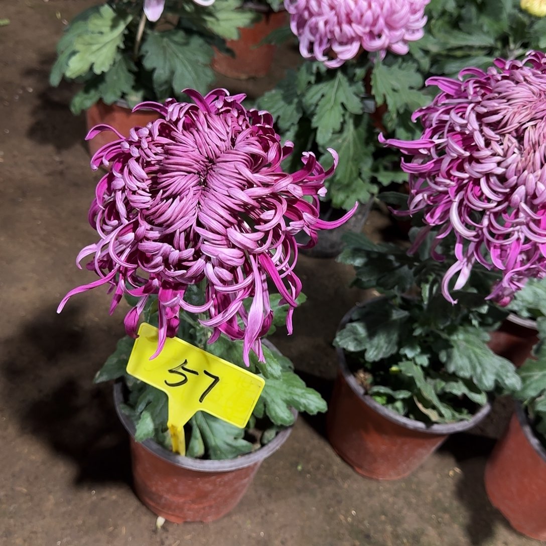 天***n当前无花栽培后可以开花57