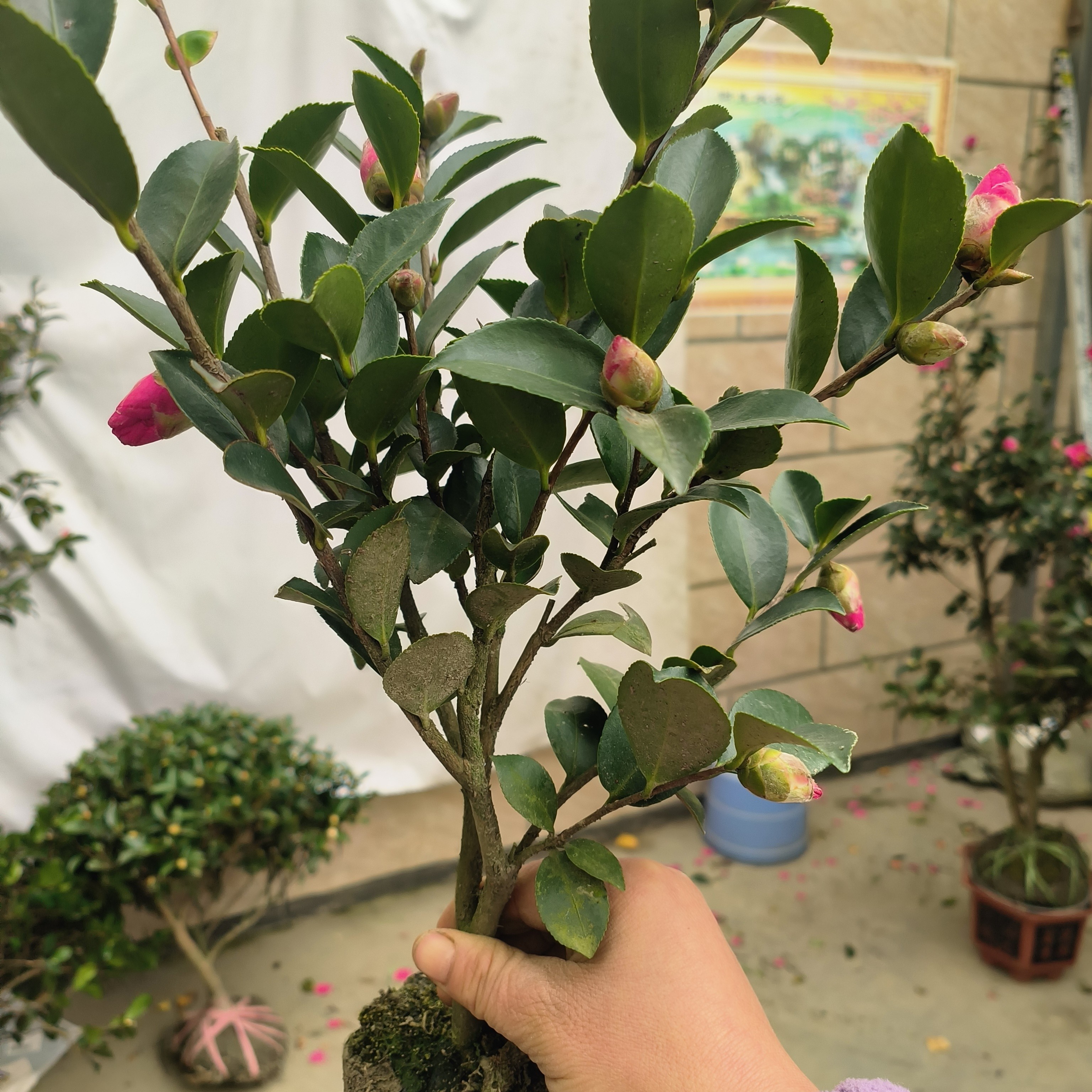 带花苞茶梅盆栽花期长花量大好养易活