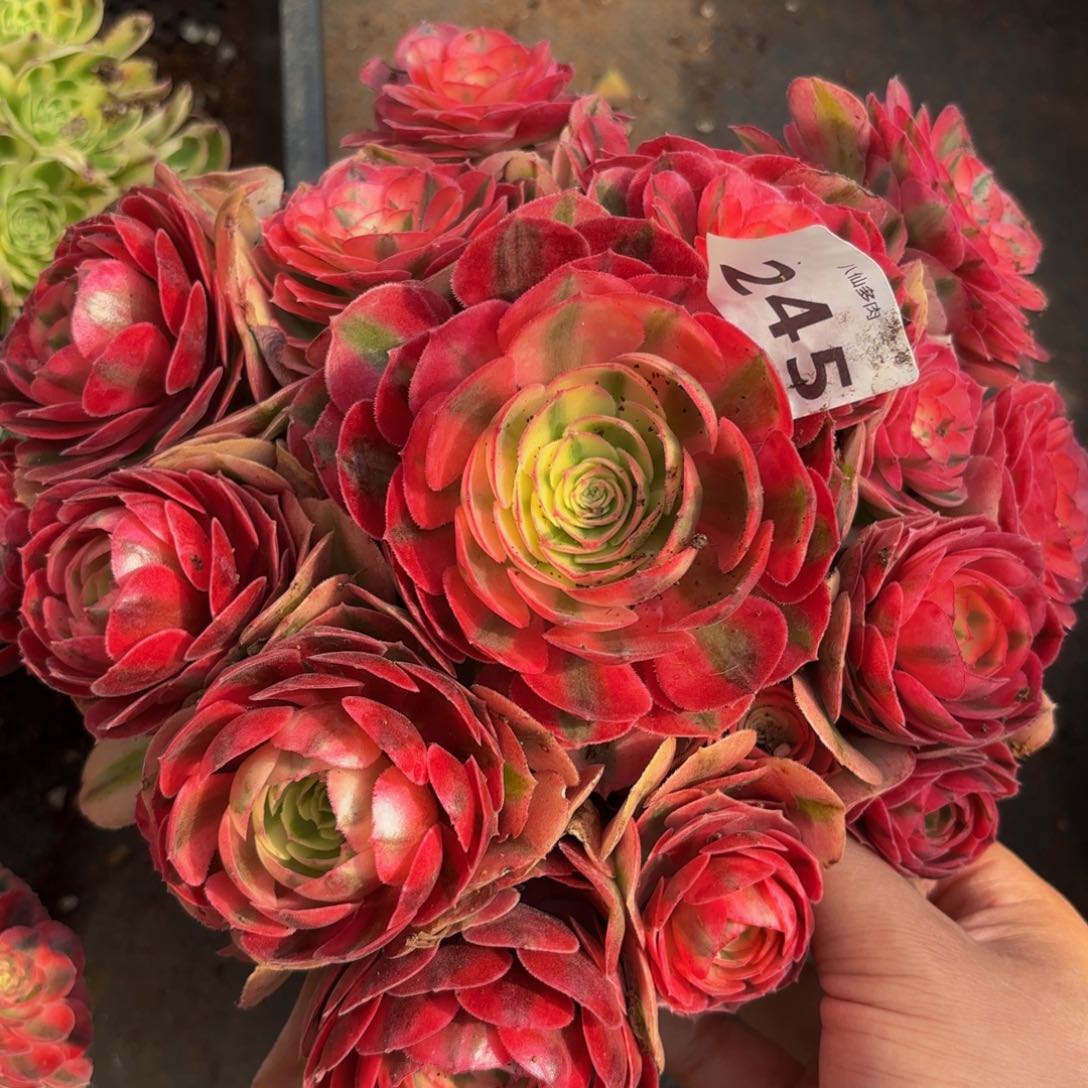 245多肉植物倾城