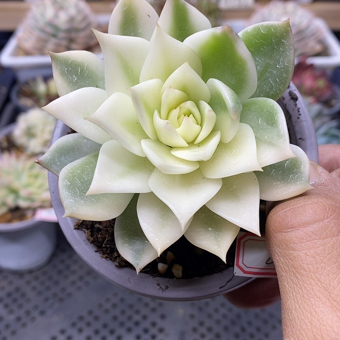 3082 不知名薄叶东云宽覆轮锦 需延时发货