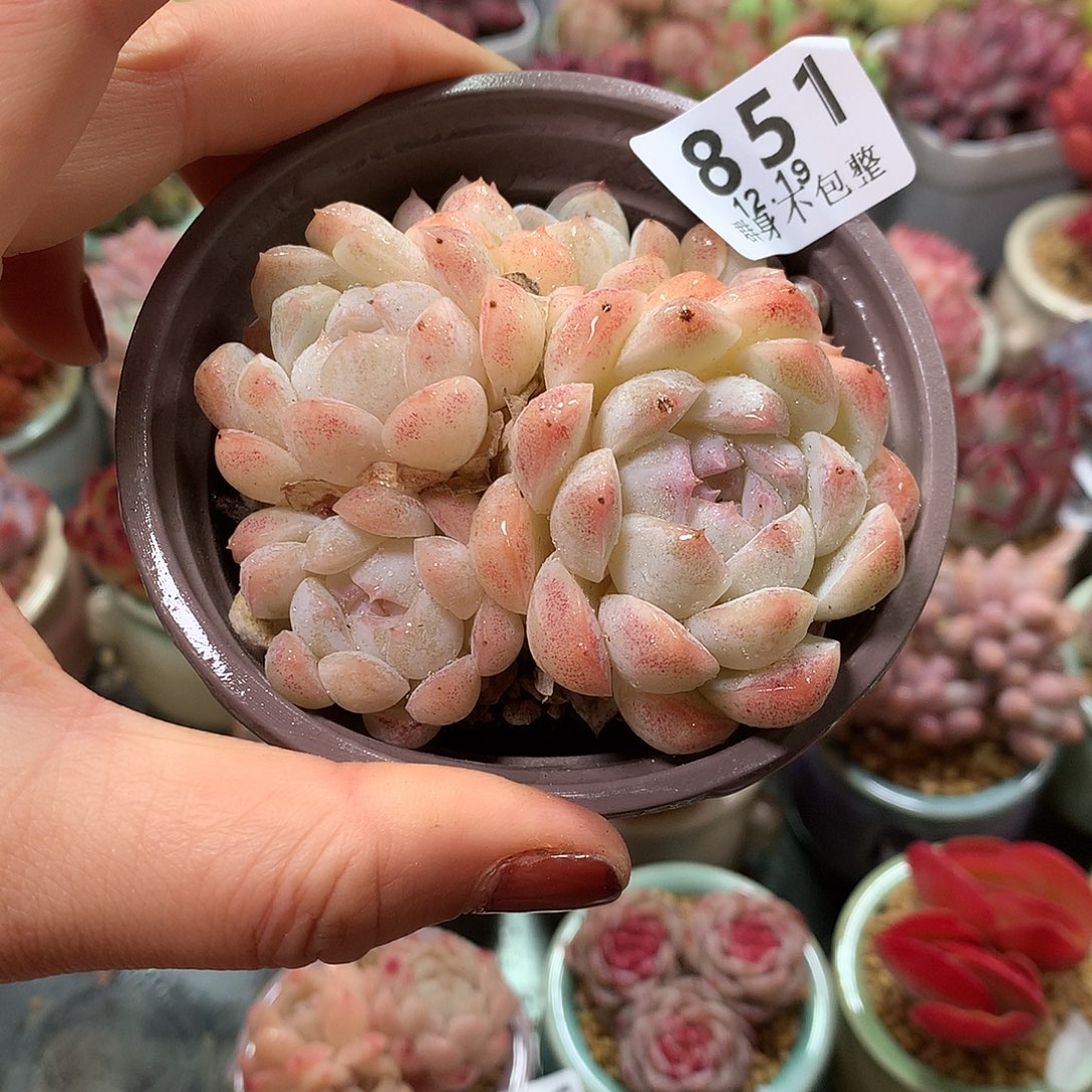 精控拇指盆1219851