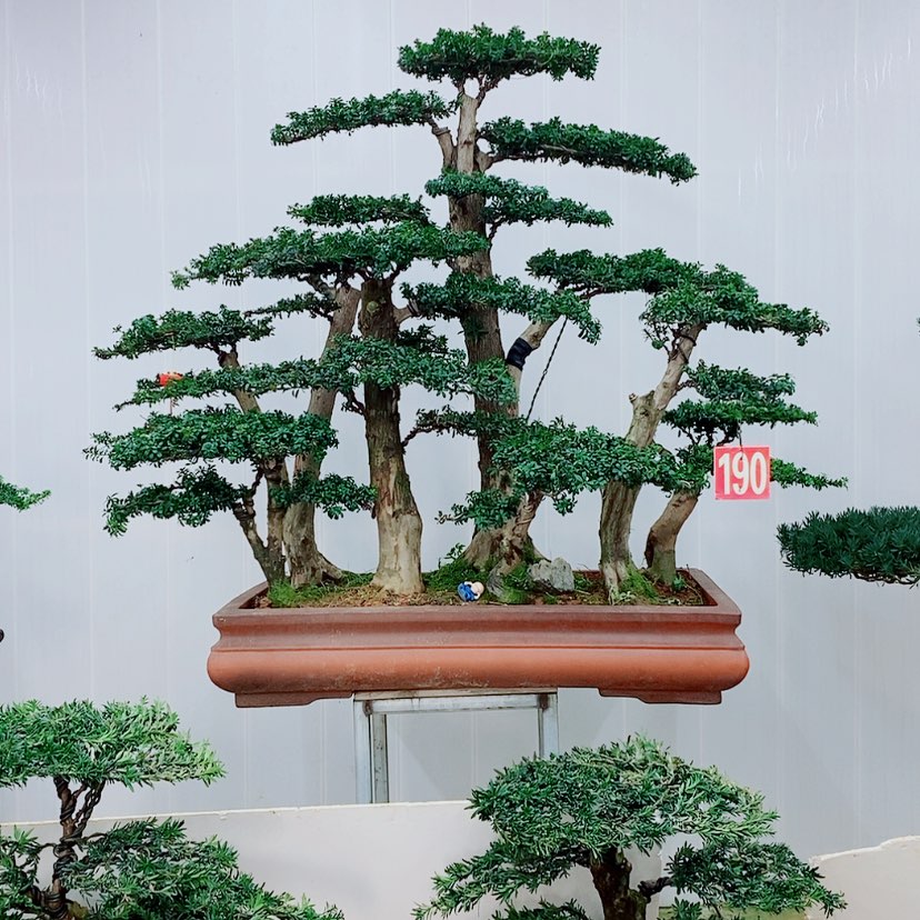 【闪购商品】罗汉松