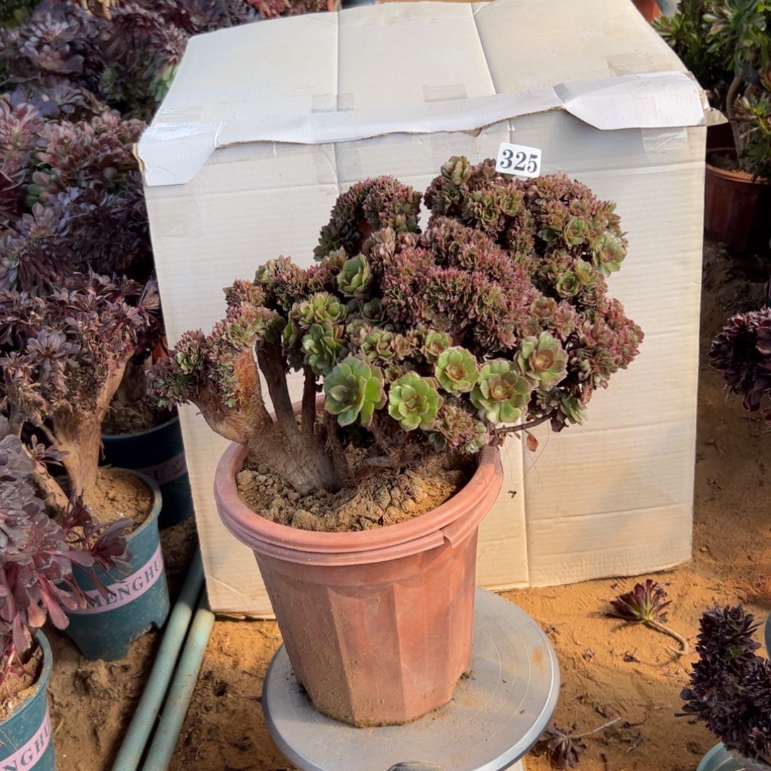 祯万朵有伤325官府38根少