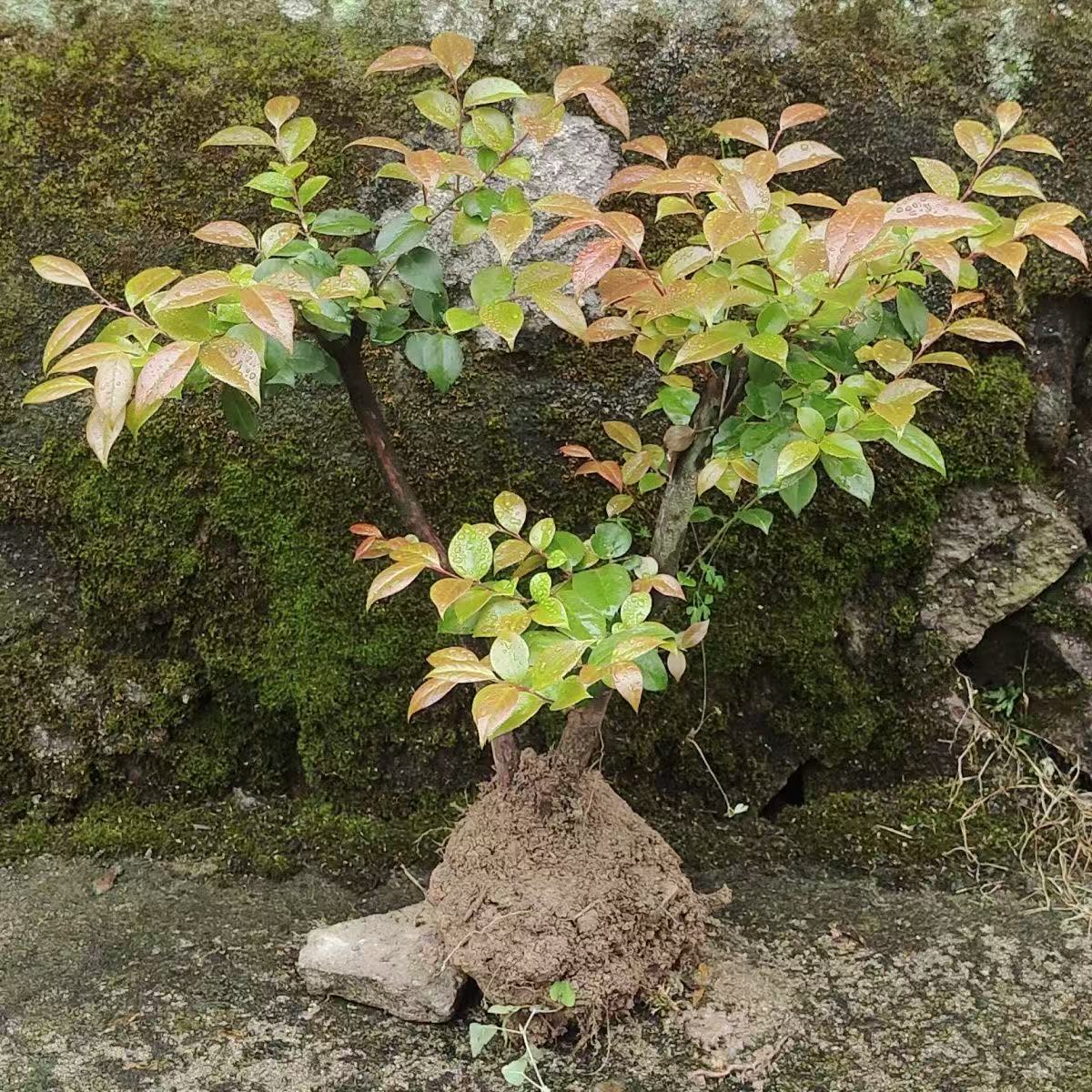 乌饭野蓝莓栀子花紫薇小叶赤楠野山楂老桩盆景坨子桩庭院造景南烛