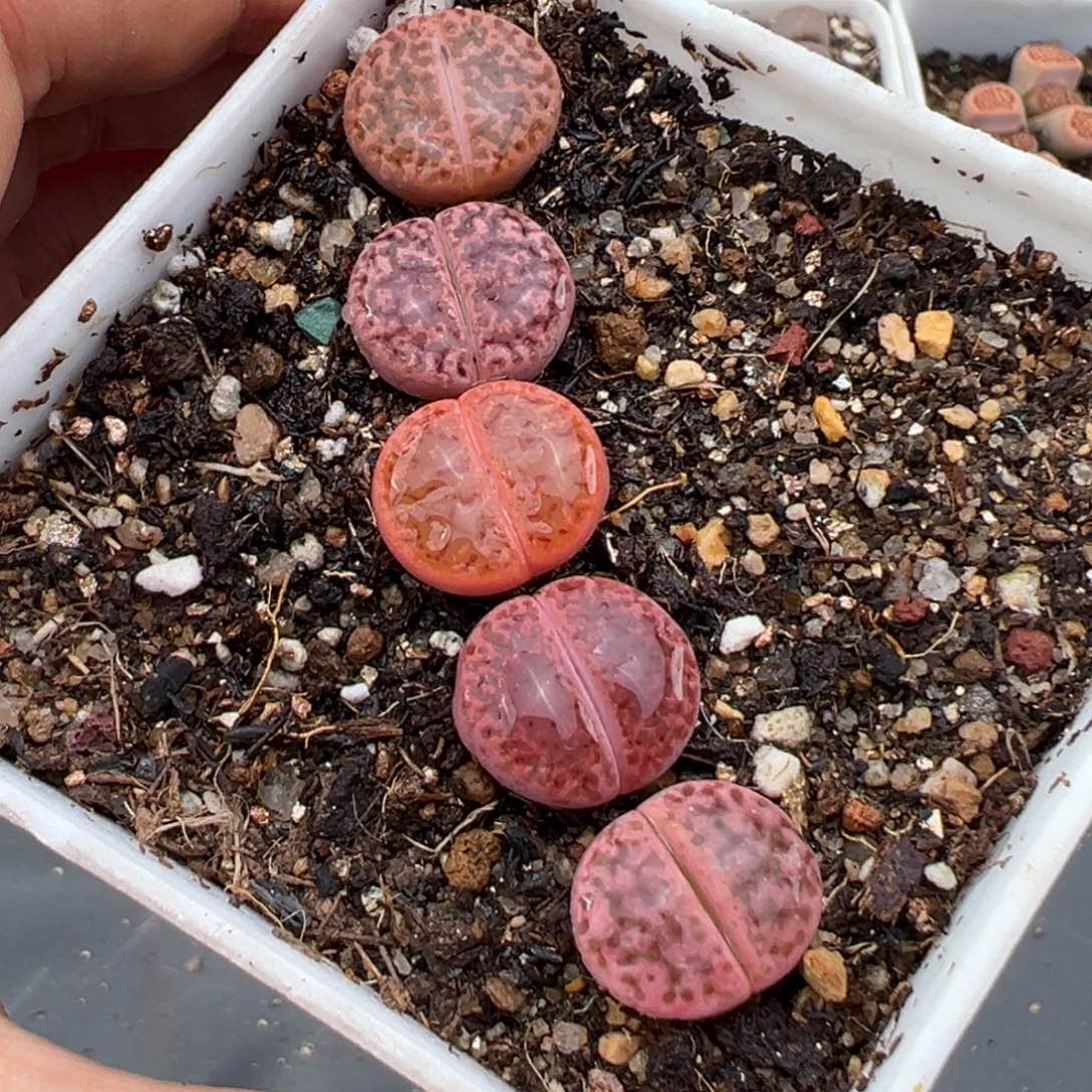 1.19好看的多肉652