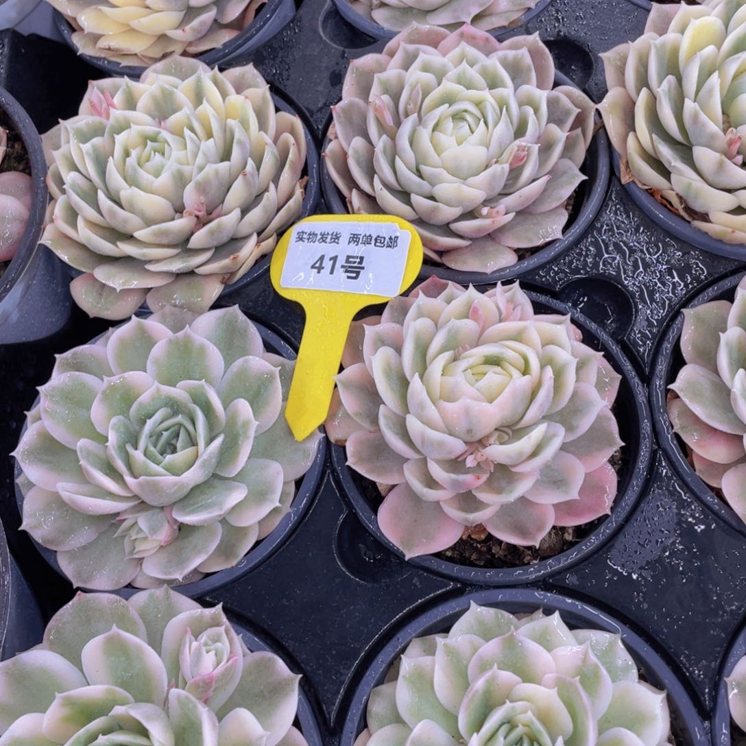 41号宽叶全状态昂斯诺锦单头一个