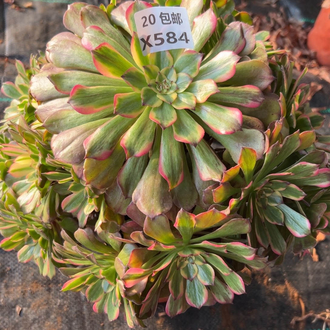 584，潘多拉，多肉法师