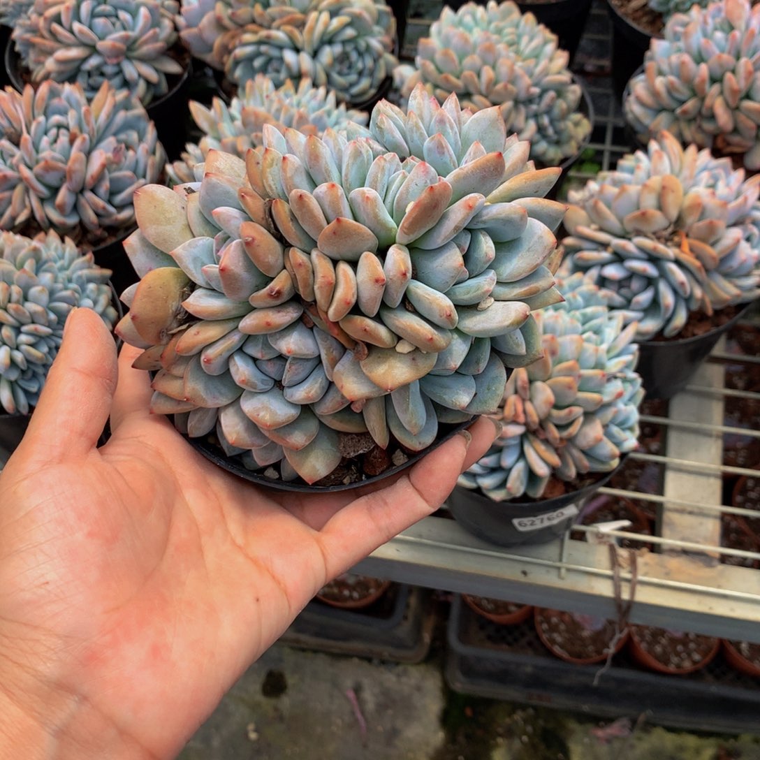 l****8743朵加缀嗯嗯嗯嗯嗯好想