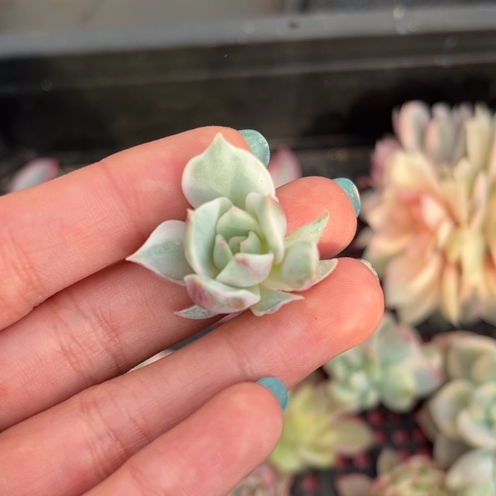 露娜莲锦侧芽一颗价格