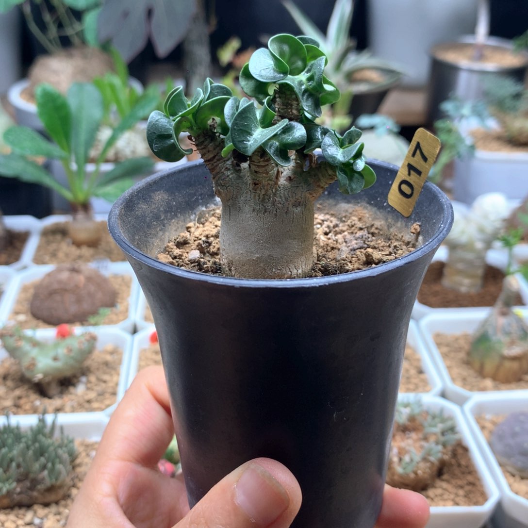 福利羊角沙漠玫瑰带盆017