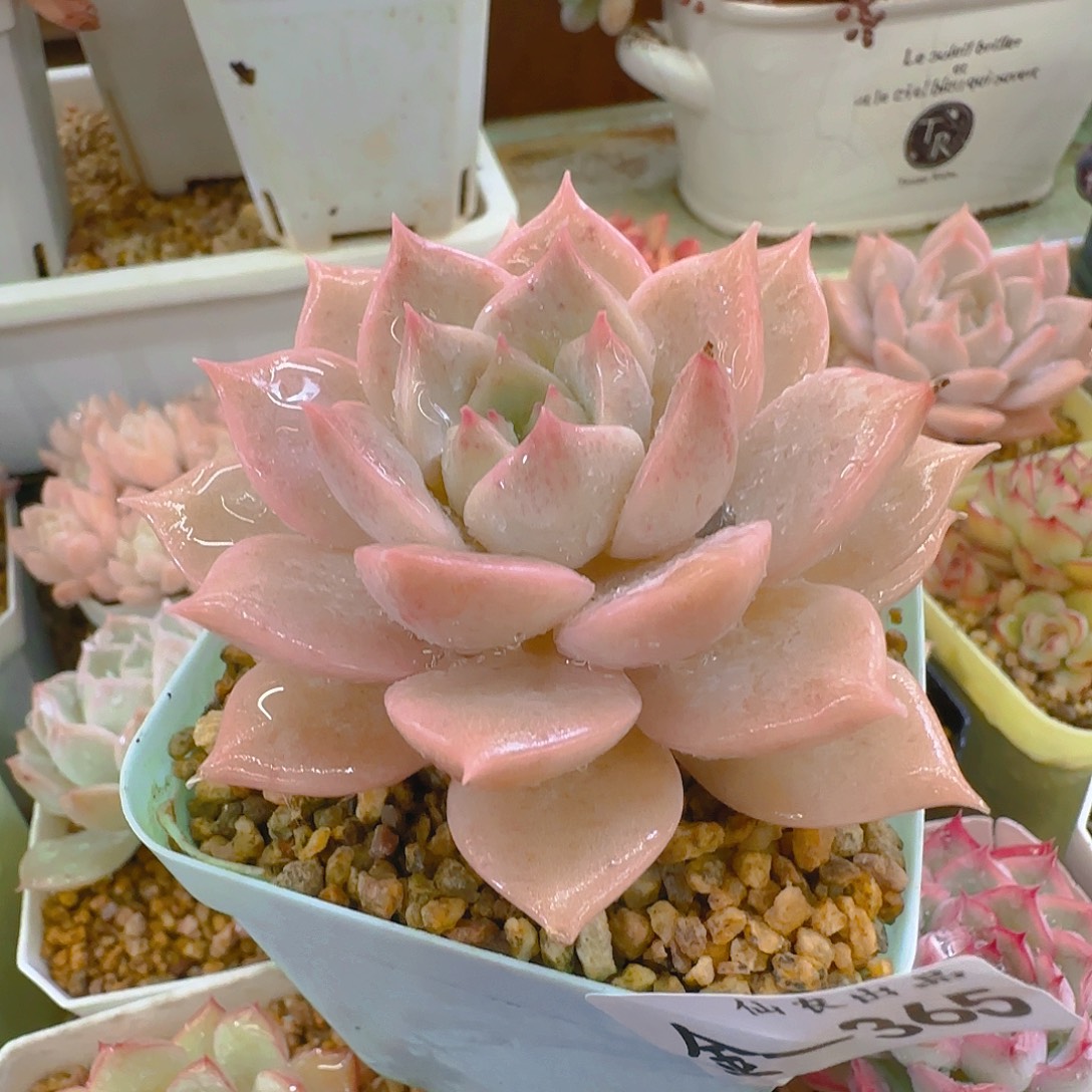 红沙，365，仙农出品多肉