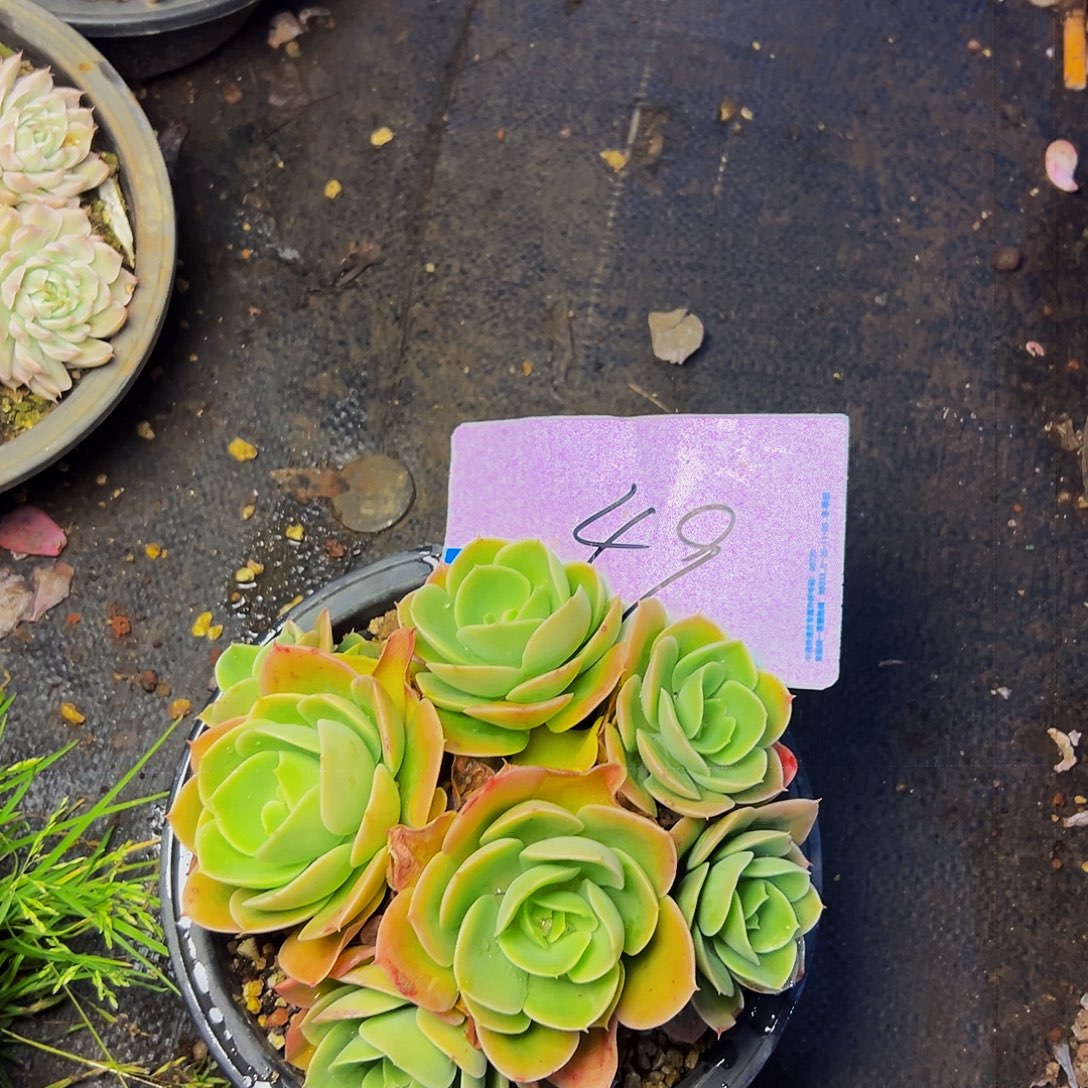 李***意49号一物一拍脱土包邮