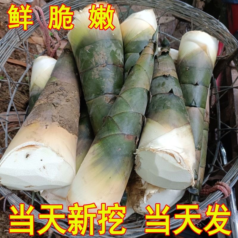 贵州新鲜现挖带壳大头麻竹笋可做酸笋甜笋苦笋现摘现发贵州