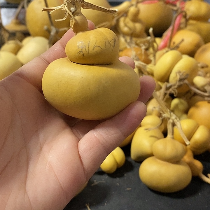 葫芦的颜色很好看啊