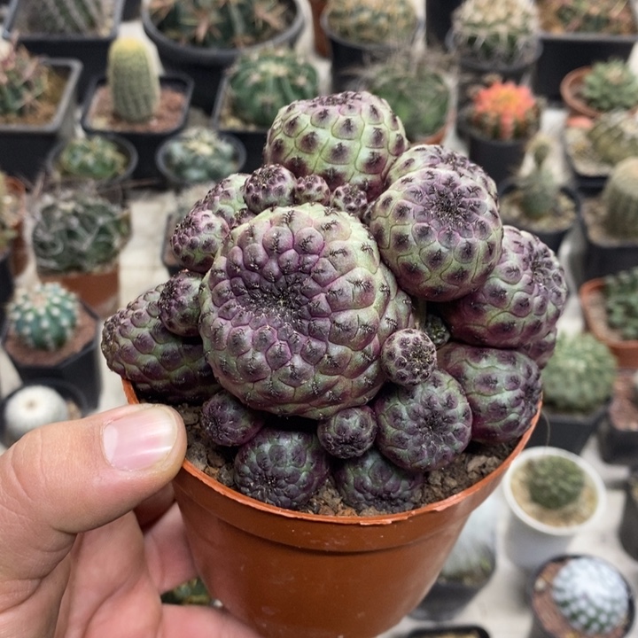 紫丽丸群特价福利包邮