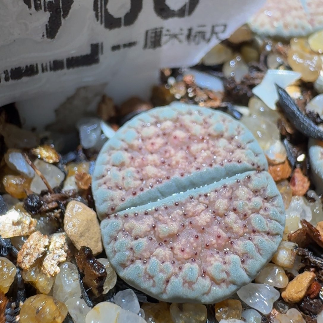 Ssss精品生石花966