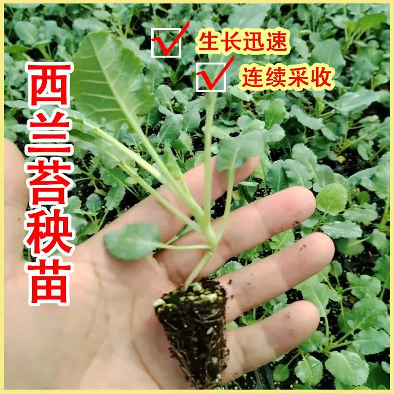 西兰苔苗新鲜多茬采收耐寒可阳台盆栽四季种植蔬菜秧苗