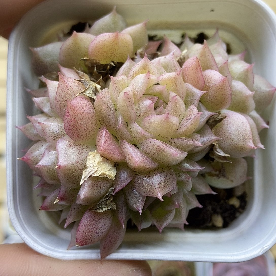 一物一拍一单包邮 86