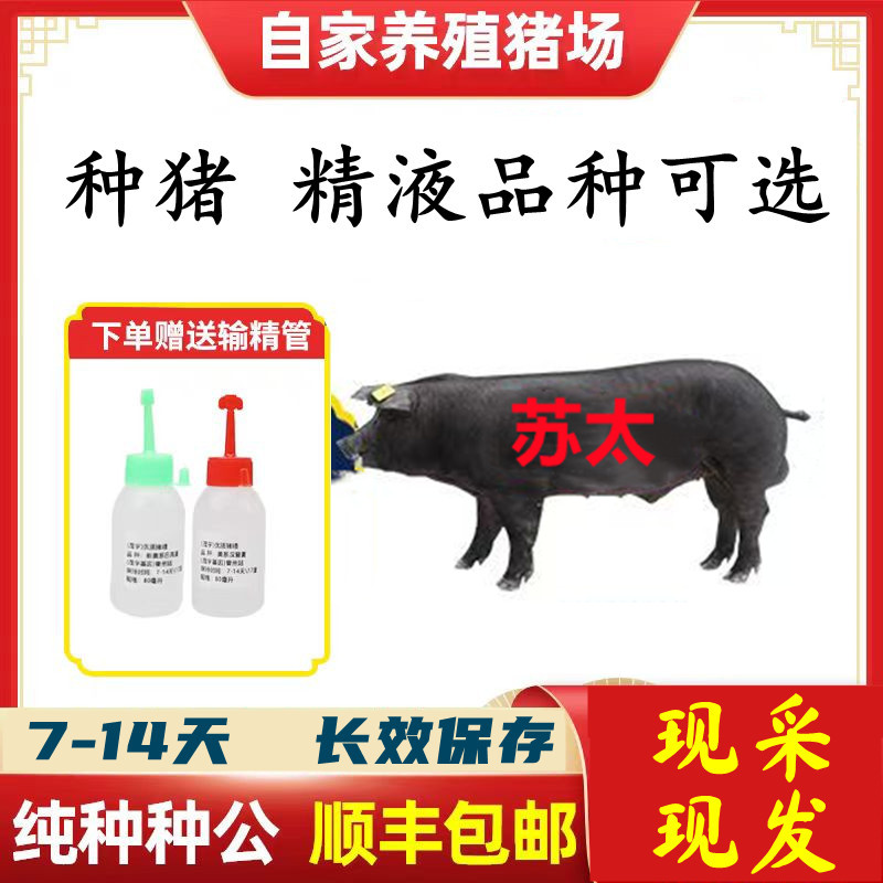 【苏太长太】优质精液批发品种可选一件包邮原种恒温箱发货包对版