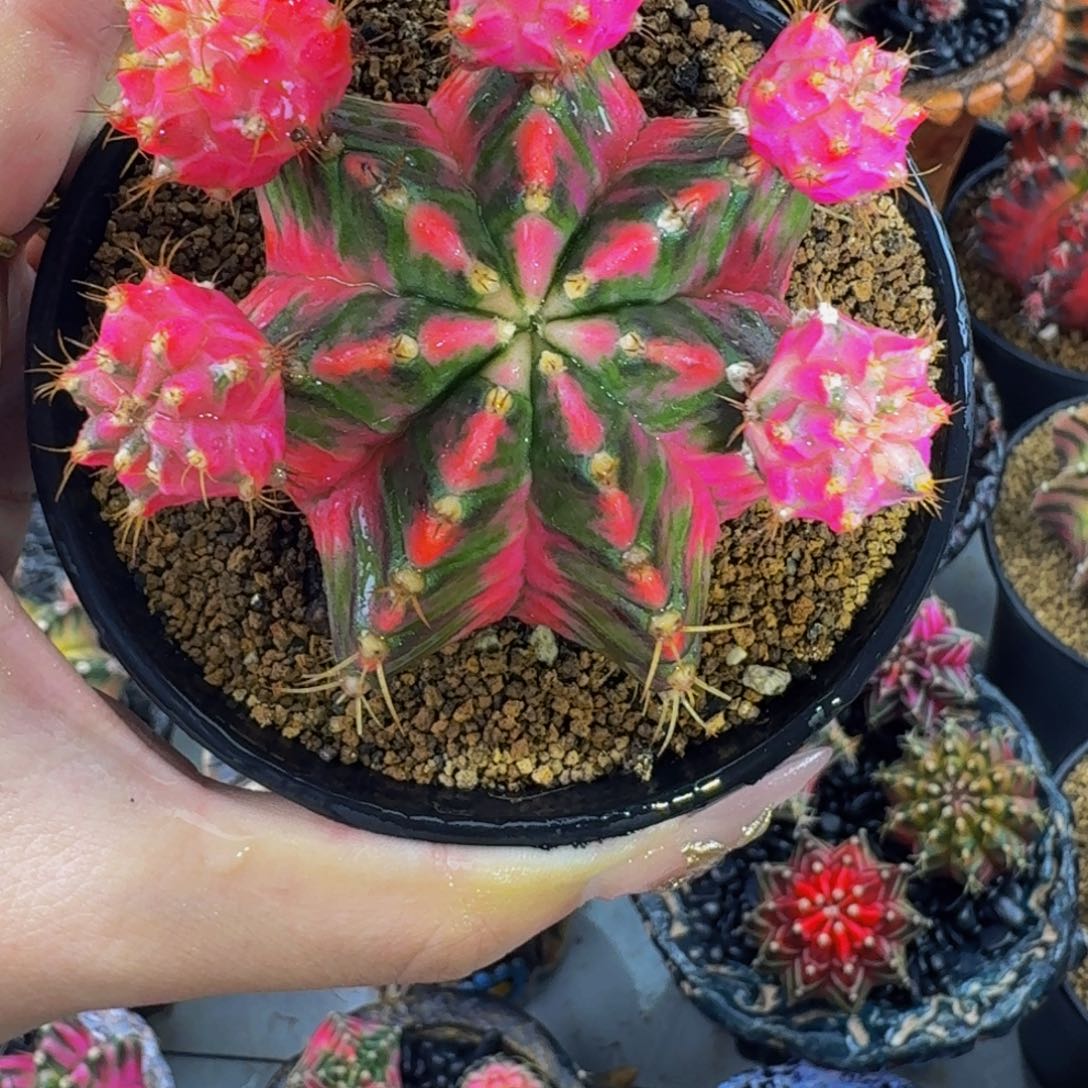 出侧牙0000000000188