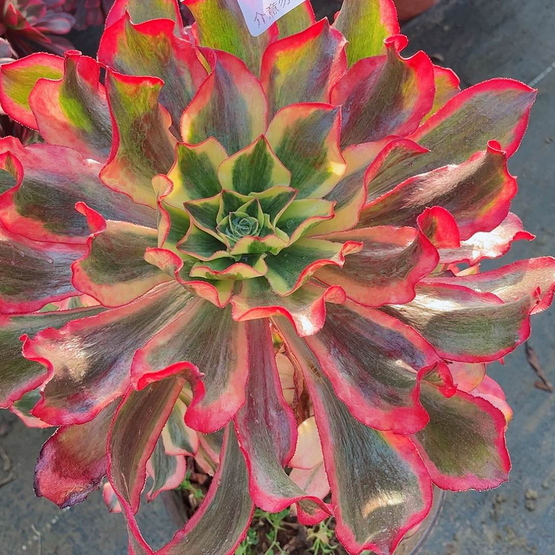 无花朵樱多肉植物魅影770