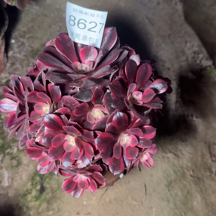 8627美杜莎多肉植物
