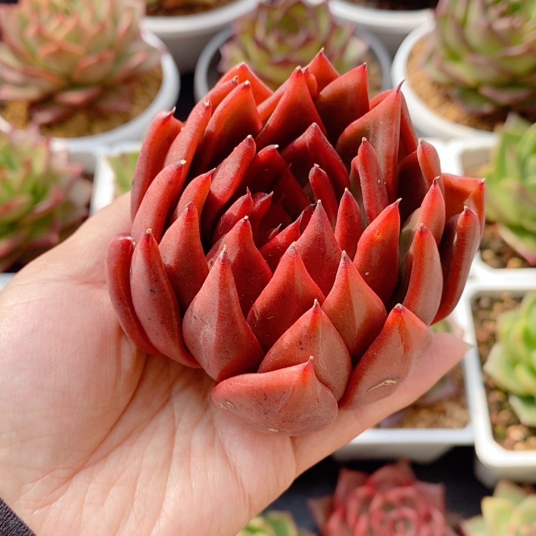 194 号东云系多肉植物