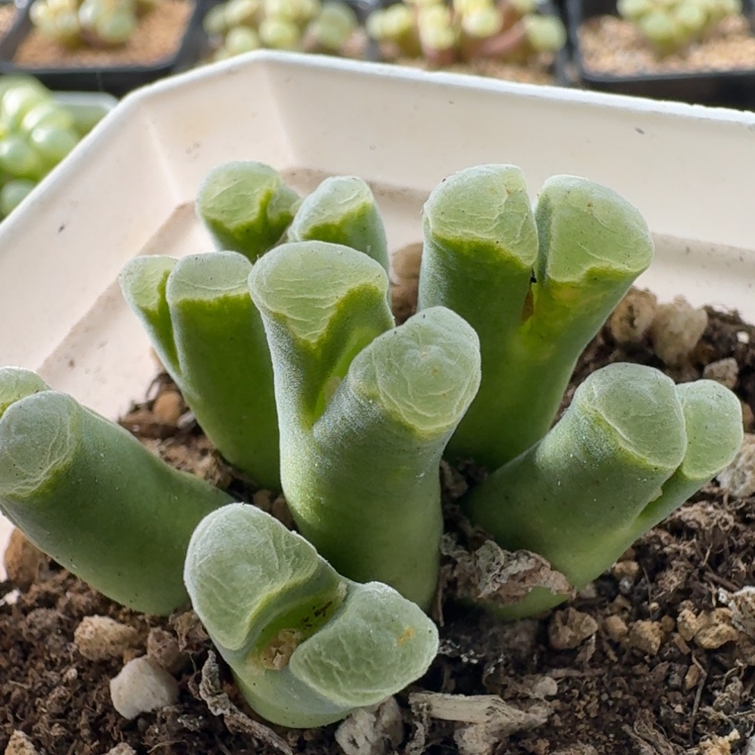 7头群生极窗风铃玉3544