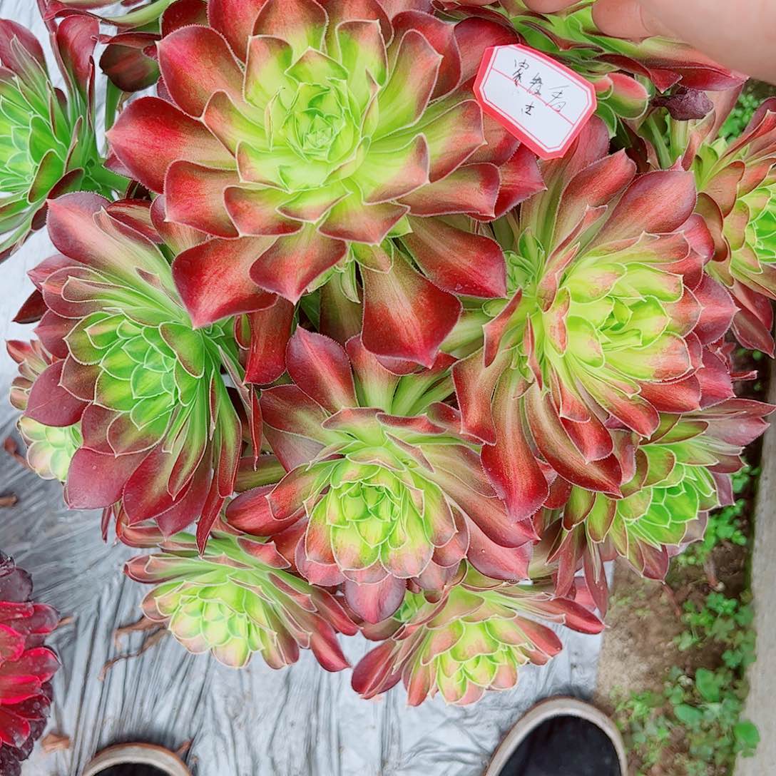 家看看多肉植物保护研究所所长