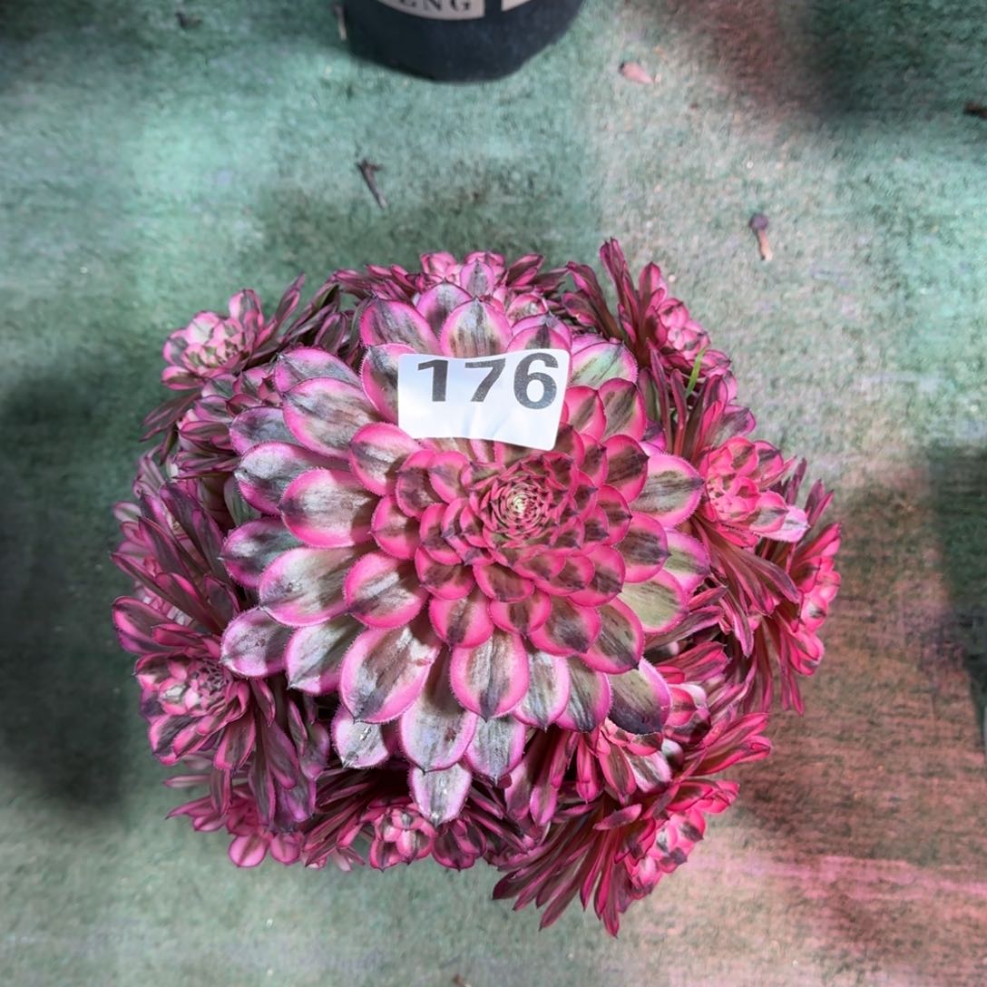 176！白月光法师多肉植物