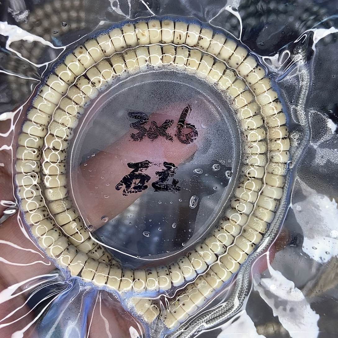 星月菩提手串星月