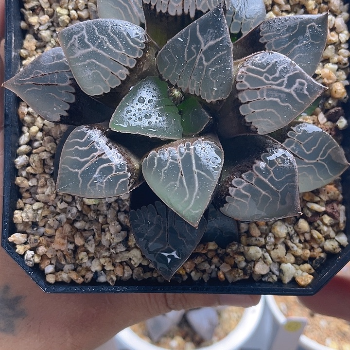 6.十二卷火凤凰克。   