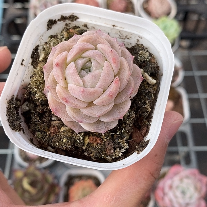 粉色的小可爱啊29