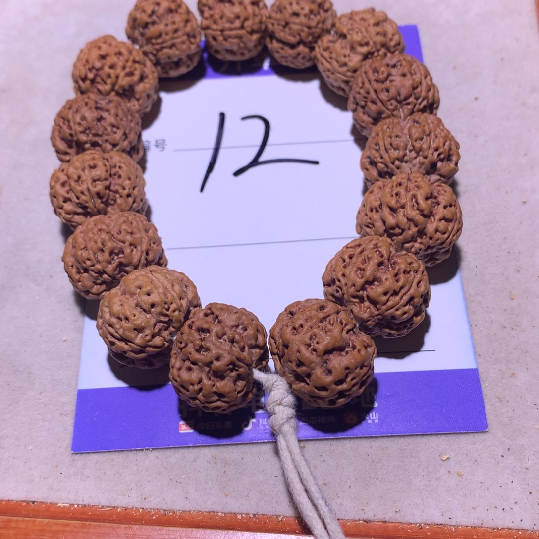 20尺寸原皮原色大金刚菩提！