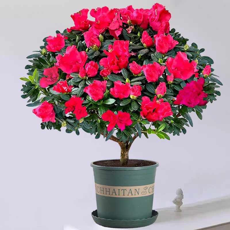 红宝石杜鹃花盆栽四季开花室内外好养绿植花卉
