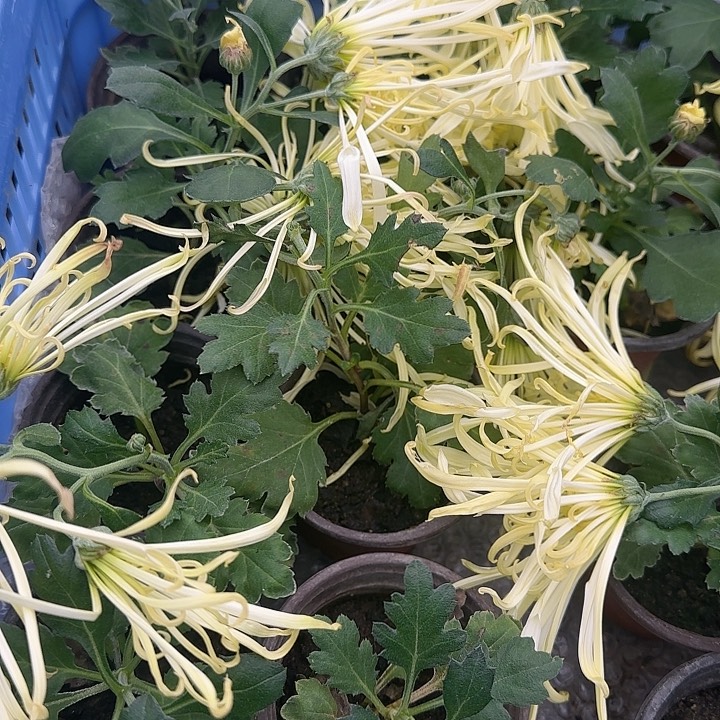 完全开放天门丽景大苗