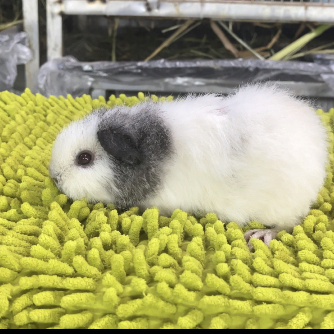 雕灰白美泰荷兰猪MM 豚鼠妹妹